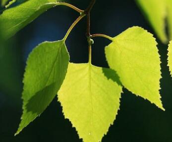 Birch Leaf Extract powder Betulin 80% 98%